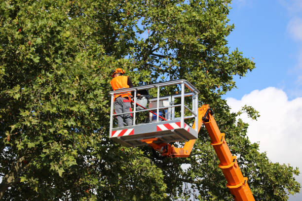 Best Tree Pruning Services  in Crestwood, KY